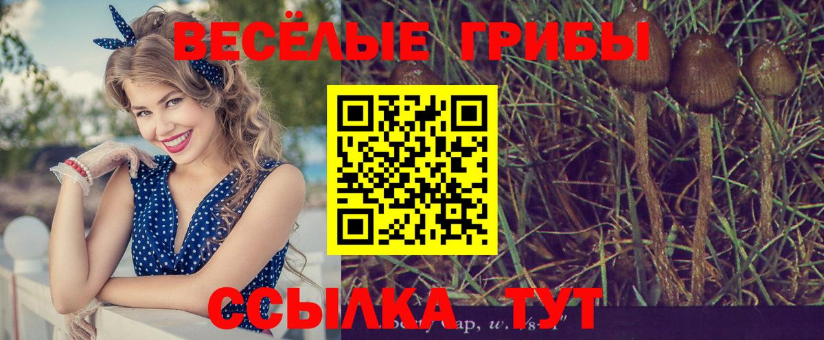 Псилоцибиновые грибы Psilocybe  Пушкино 